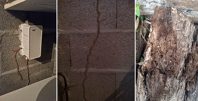 EPATH et sa solution préventive contre les termites