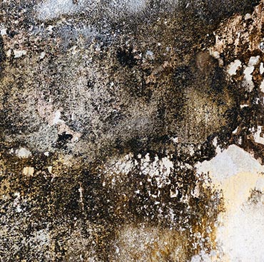 Tout savoir sur le traitement contre l’humidité près de Rezé