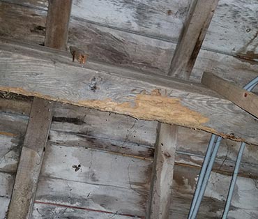 Votre traitement curatif des termites près de Rezé